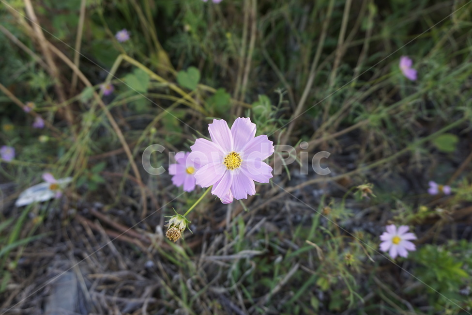 코스모스,꽃,flower,들꽃,야생화,식물,자연,plants,nature,꽃,flower