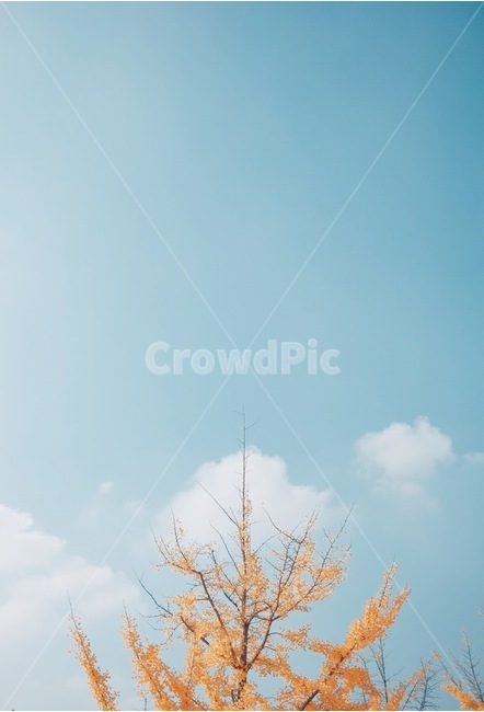 단풍,하늘,은행잎,가을,구름,가을,계절,fall,autumn,season,자연,풍경,nature,landscape,식물,plants,나무,trees,wood