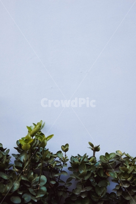 풀,배경,핸드폰배경,캘리그라피배경,빈배경,벽,자연,녹색,그린,식물,자연,plants,nature