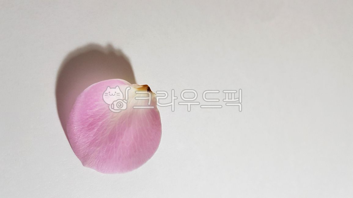 꽃잎,장미,장미꽃,분홍꽃잎,식물,flower,꽃,plant