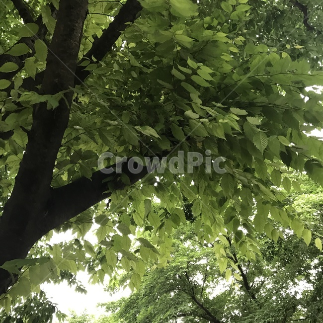 자연,푸른나무,초록색,힐링,나뭇잎