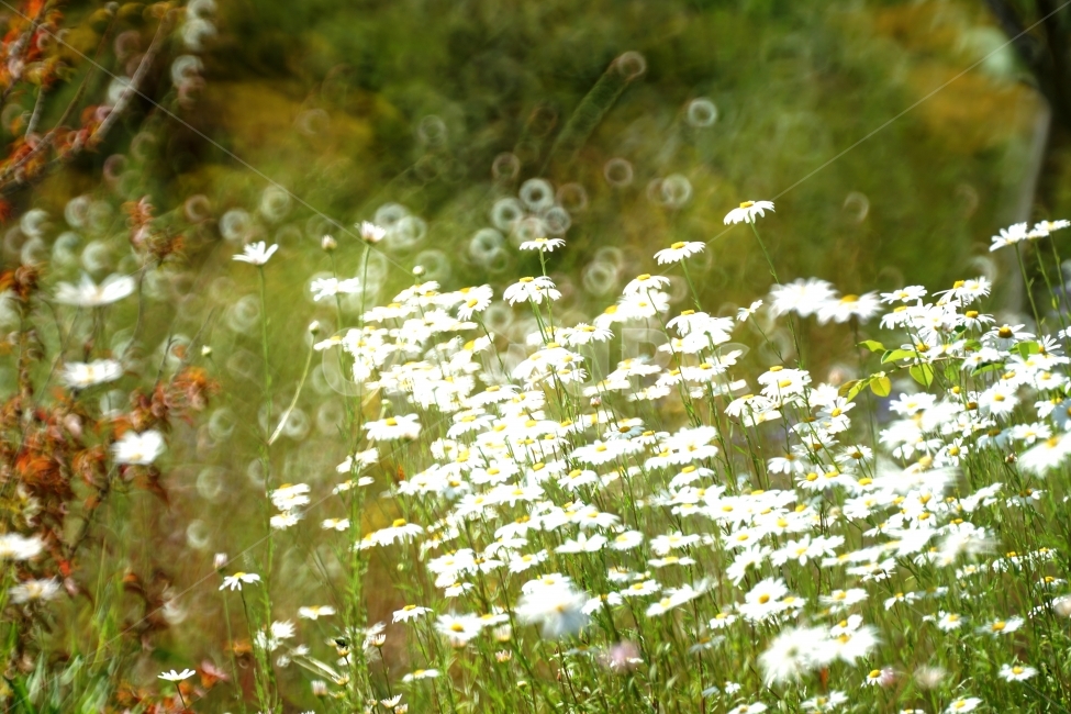 구절초,꽃아마자,꽃,가을,감성,식물,자연,plants,nature,꽃,flower