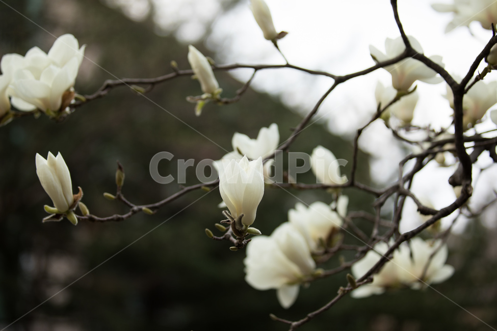 봄,목련,꽃봉오리,자연,나무,봄,계절,spring,season,식물,자연,plants,nature,꽃,flower,plant,blossom