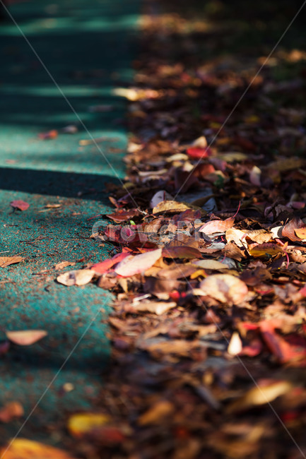 leaf,잎,plant,식물,가을,단풍,가을,계절,fall,autumn,season,식물,자연,plants,nature