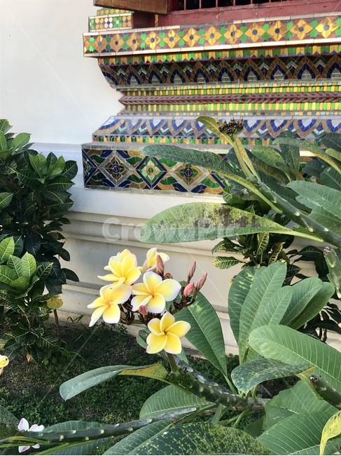 plant,태국,자연,꽃,식물,사원