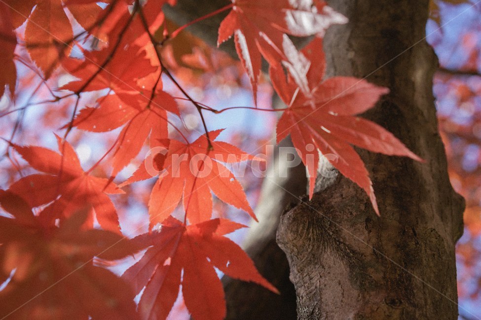 단풍,가을,낙엽,fall,autumn,단풍나무,가을,계절,fall,autumn,season,식물,자연,plants,nature,plant,leaf,잎,tree,나무,maple