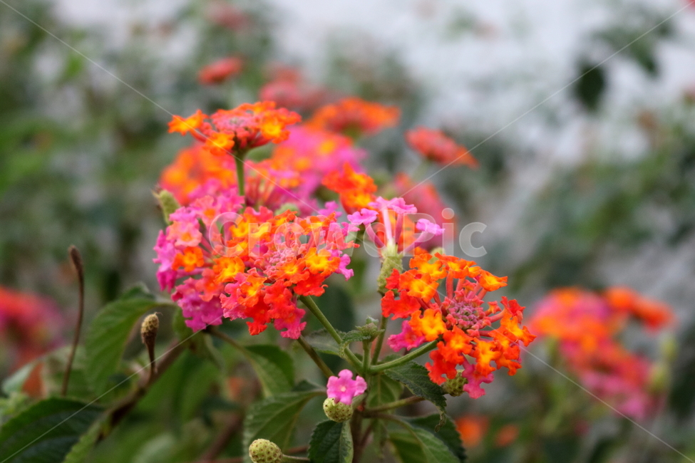 란타나,꽃,란타나꽃,식물,나무,자연,마편초과,식물원,식물,자연,plants,nature,꽃,flower