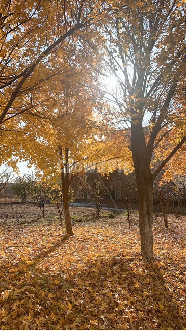plant,식물,tree,나무,treetrunk,나무줄기,단풍,은행잎,은행나무,가을,낙엽,햇살,fallenleaves,노란세상,노란잎,가을느낌
