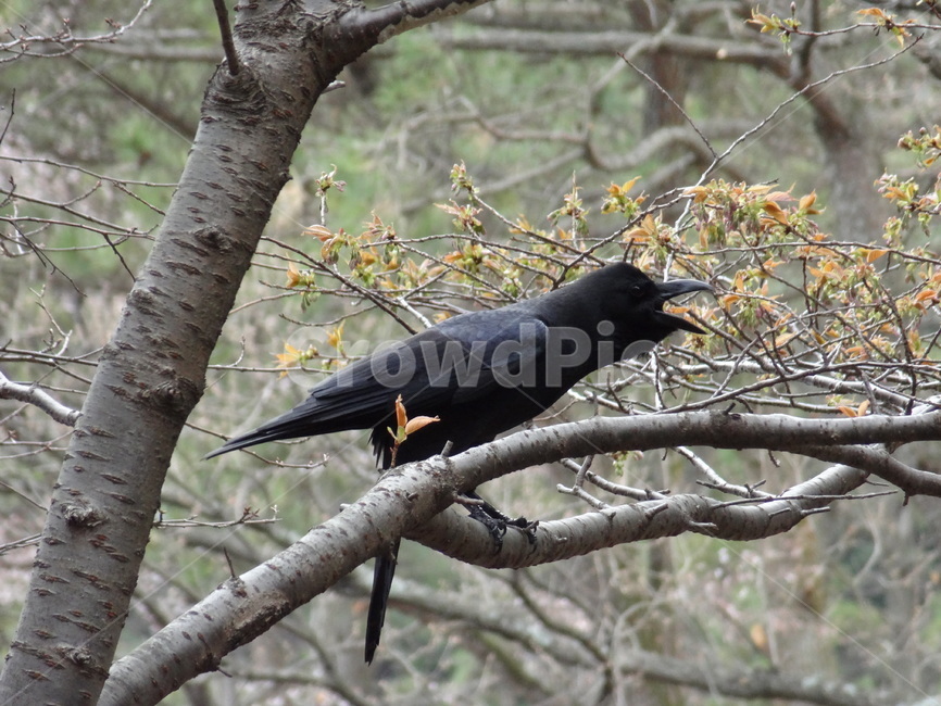 bird,crow,animal,tree,branch,까마귀,새,동물,조류,나무,나뭇가지,black,nature,wildlife,raven,beak,feather,날개,부리,깃털,자연,검은색,동물,animal,조류,새,birds