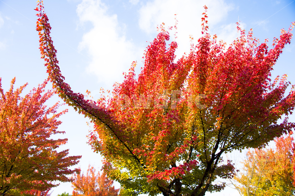 낙엽,단풍,가을,나뭇잎,붉은잎,tree,나무,plant,식물,maple,leaf,잎
