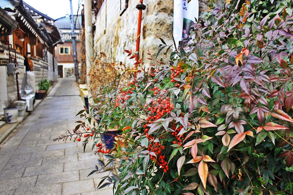한옥,돌담,돌담길,열매,나무,koreanstylehouse,hanok,골목,골목길,alley,path,통로,plant,식물
