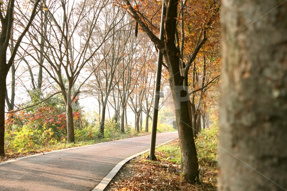 풍경,가을,단풍,산책,자전거,자연,풍경,nature,landscape,가을,계절,fall,autumn,season,path,통로,tree,나무,plant,식물,tree trunk,나무 줄기