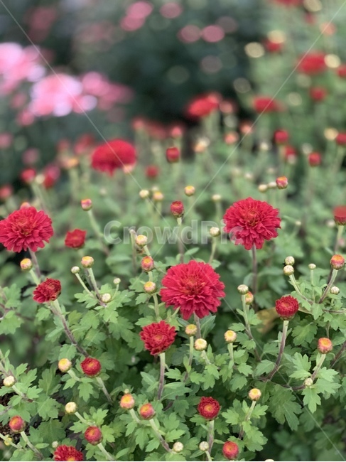 식물,flower,꽃,가을꽃,가을,감성,달리아,예쁜꽃,식물,자연,plants,nature,꽃,flower