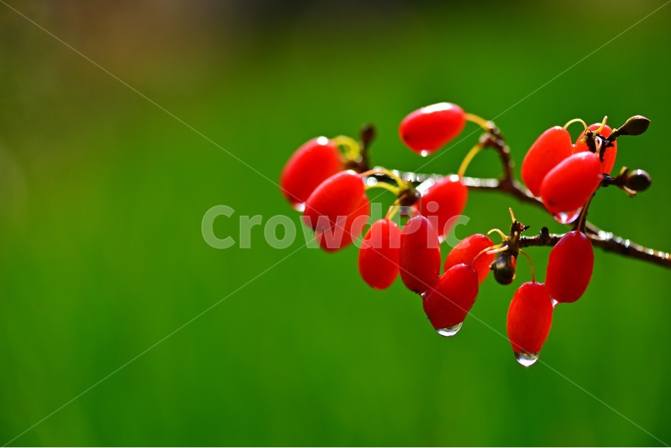 plant,식물,food,음식,fruit,과일,산수유,열매,산수유열매,약용식물,건강식품,결실,빨강색,비,물방울,가을,과일,열매,fruit
