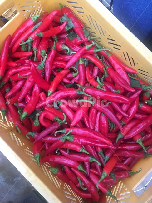 고추,빨간고추,고추씻기,농작물,고춧가루,chili,paper,redpaper,crop,rarm,farm,farmingseason,농사철,농사,음식,음식재료,김장재료,채소,vegetables,양념,식재료,농업,음식,식재료,요리,food,cook,meal,dishes,food reserves
