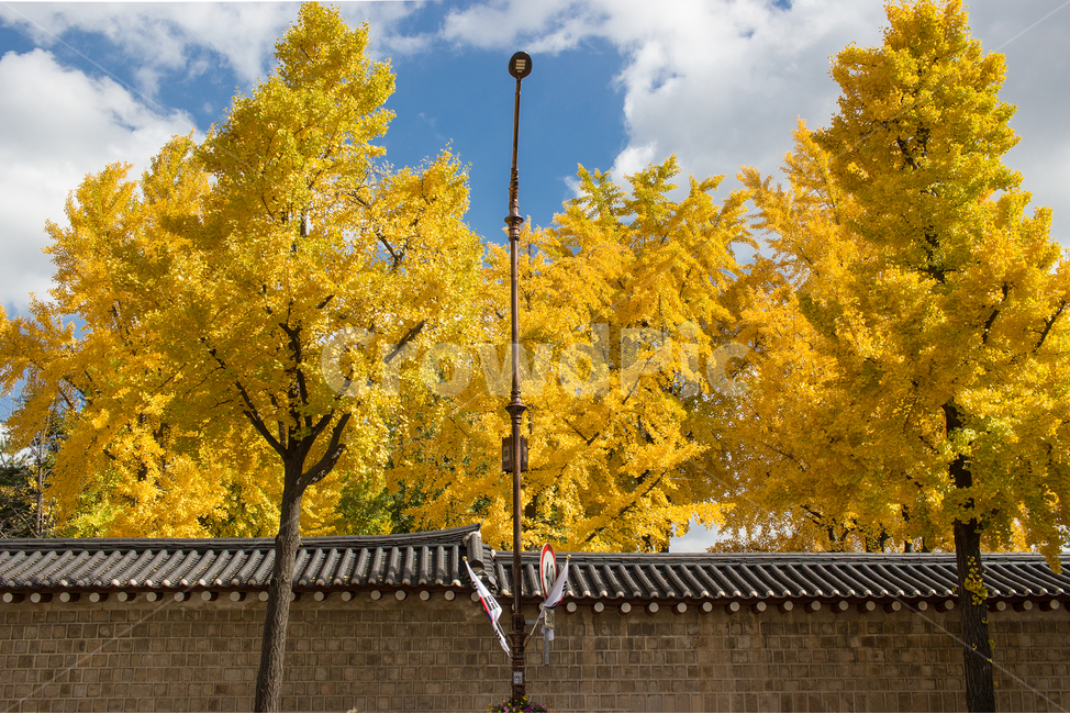 가을,가을풍경,은행나무,은행,풍경,한국풍경,노랑,가을,계절,fall,autumn,season,자연,풍경,nature,landscape,한국자연풍경,한국자연경관,korea nature landscape,plant,식물,tree,나무