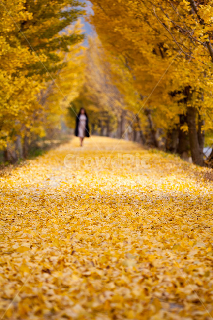 감성,가을,단풍,은행나무,산책,길,사람,인간,person,가을,계절,fall,autumn,season