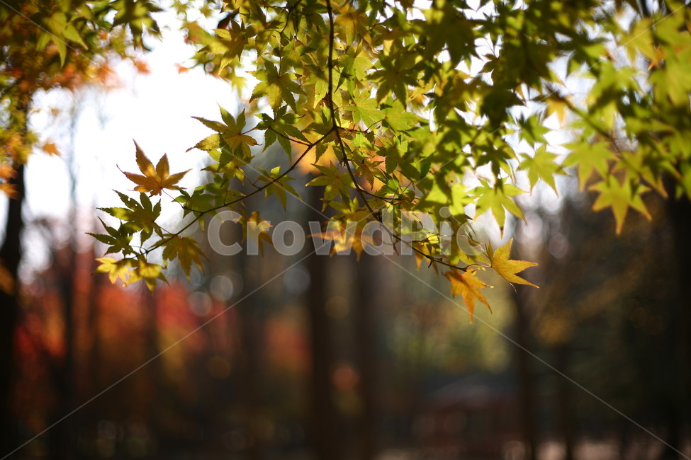 tree,나무,plant,식물,나무줄기,공원,자연,단풍,가을,계절,fall,autumn,season,자연,풍경,nature,landscape