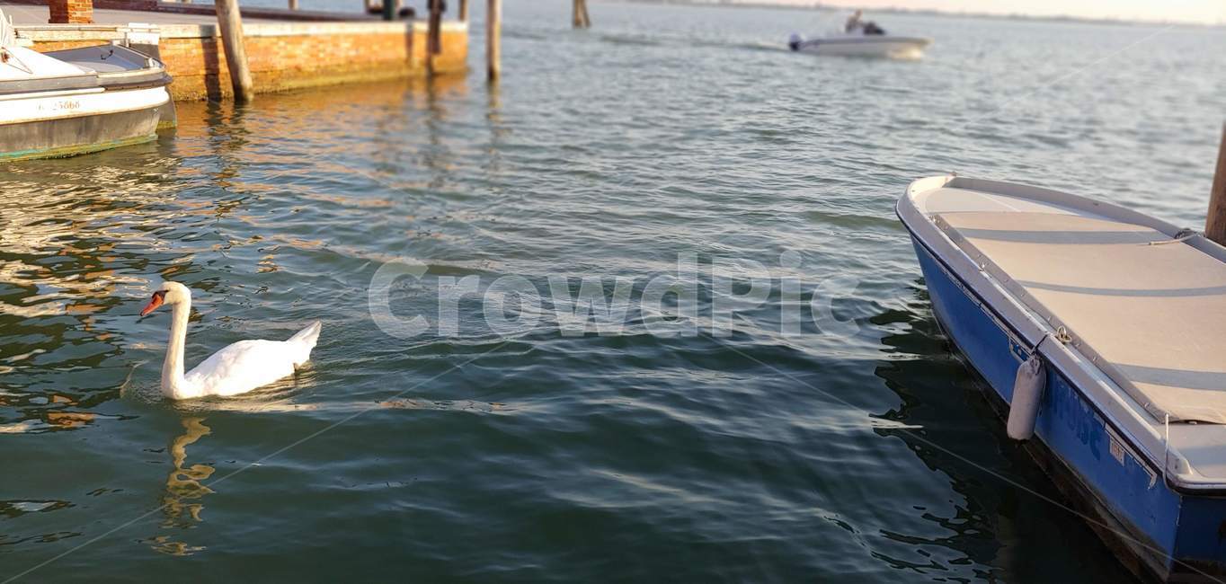 물,동물,새,유럽,홀로,water,animal,bird
