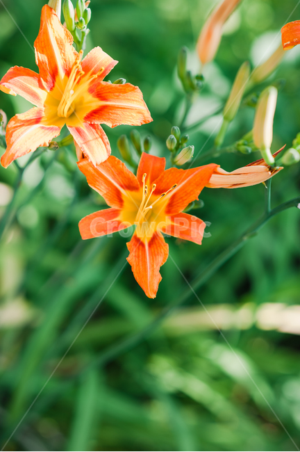 꽃,자연,주황색,생화,배경,식물,자연,plants,nature,꽃,flower