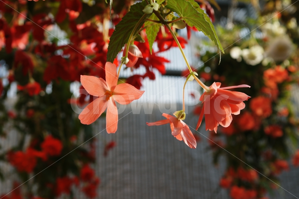 꽃,온실,봄,분홍색,화려함,식물,식물,자연,plants,nature,꽃,flower