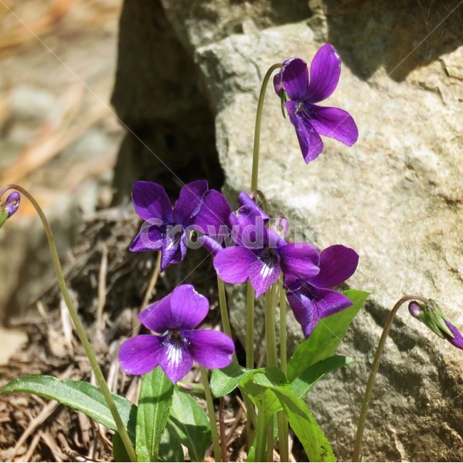 식물,봄,제비꽃,야생화,보라색,식물,자연,plants,nature,꽃,flower