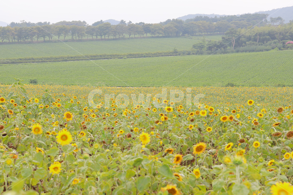 해바라기,꽃,여름,감성,색감,계절,추억,sun,flower,plant,color