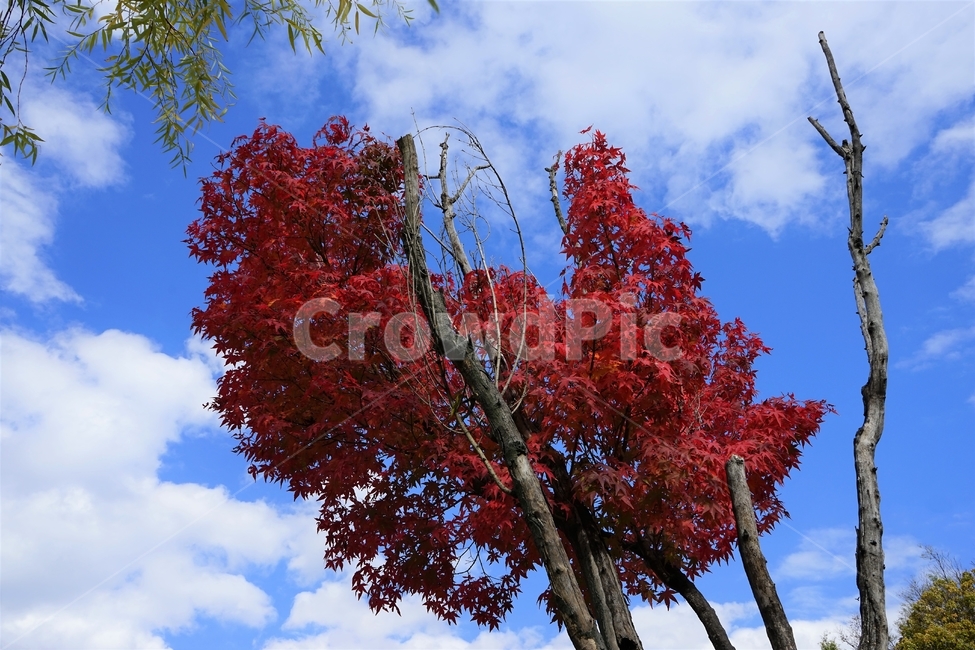 splendor,autumnleaves,trees,red,cloud,fall,Maple tree,Brightly colored,sight,season,Emotion,Tiny silver color,Maple,sky,nature,cool,autumn scenery,tree,natural maple tree,feeling,branches,clean,Red,blue,plant,maple,autumn,colorful