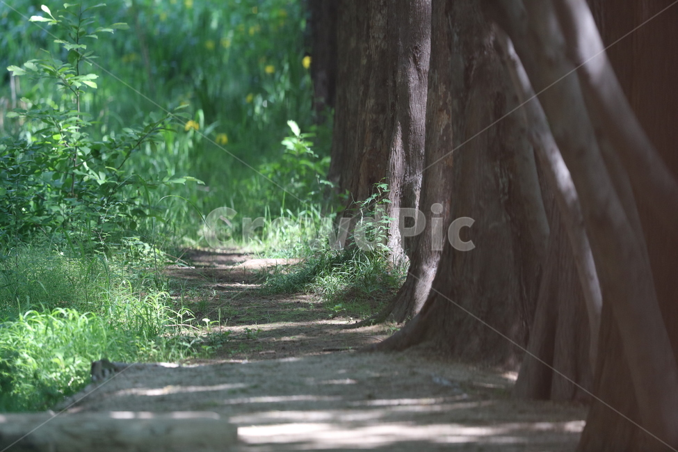 숲,나무,숲길,오솔길,소나무,자연,여름,시원한,힐링,쾌적한,배경,풍경,forest,tree,green,식물,자연,plants,nature,나무,trees,wood,휴식,힐링,rest,relaxation,healing