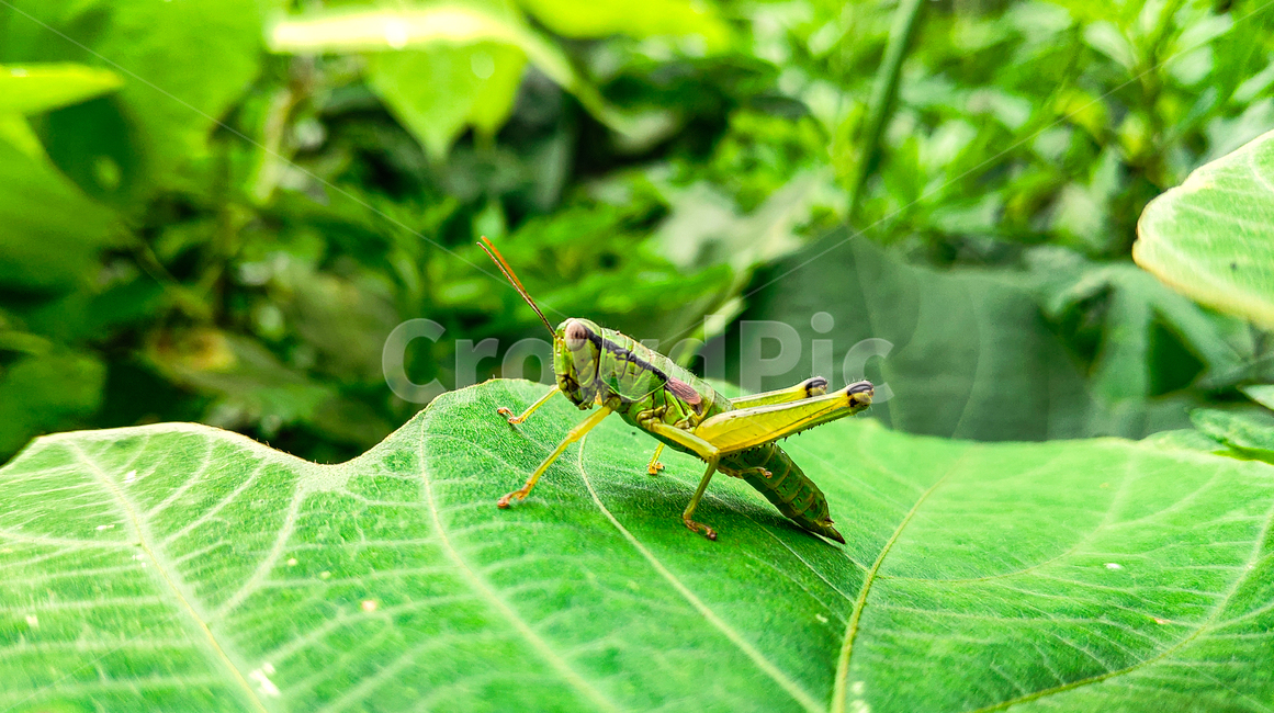 잎,plant,곤충,벌레,나뭇잎,메뚜기,곤충,벌레,insect,bug