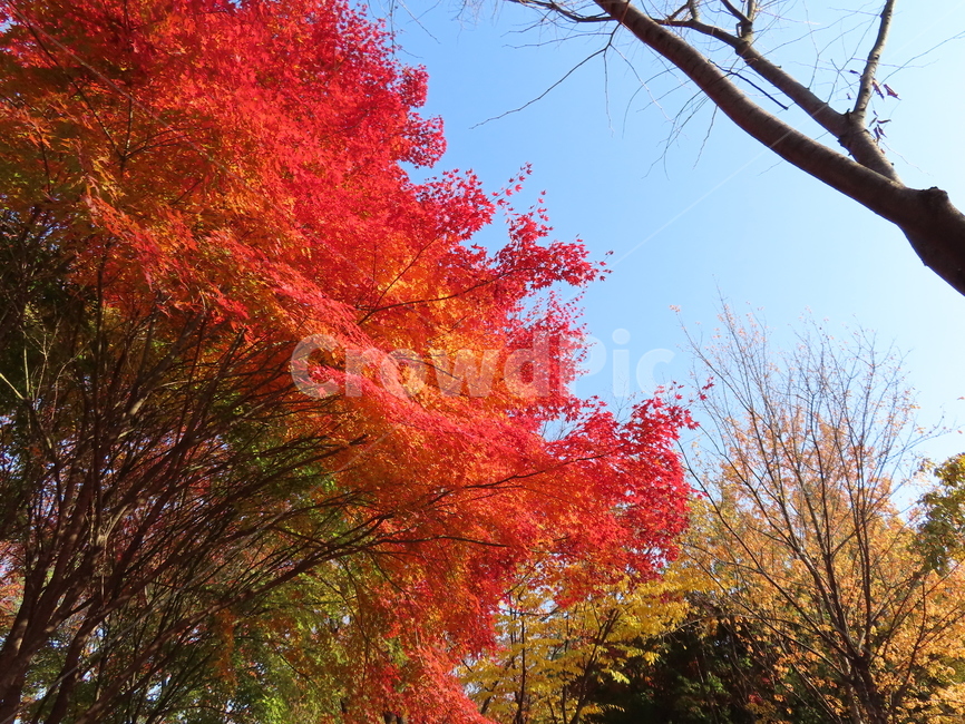 tree,나무,plant,식물,maple,단풍,leaf,잎,가을,fall