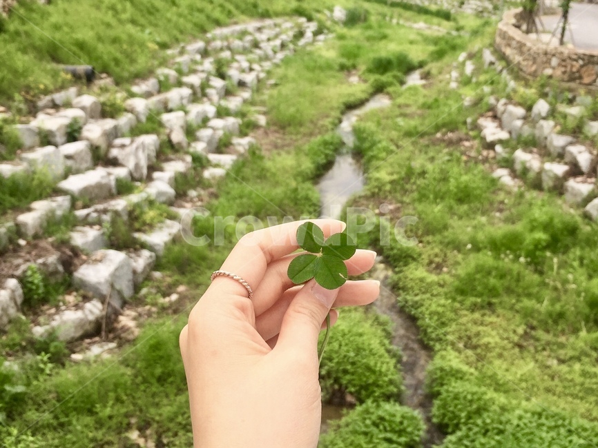 plant,식물,person,사람,human,인간,leaf,잎,네잎클로버,크로바,손,반지,자연,풍경,여자손,식물,자연,plants,nature,신체일부,몸,body