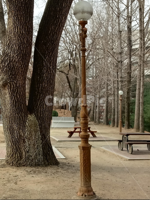 나무,식물,plant,tree,treetrunk,나무줄기,자연,큰나무,가로등,공원,벤치,나무의자,식물,자연,plants,nature,나무,trees,wood