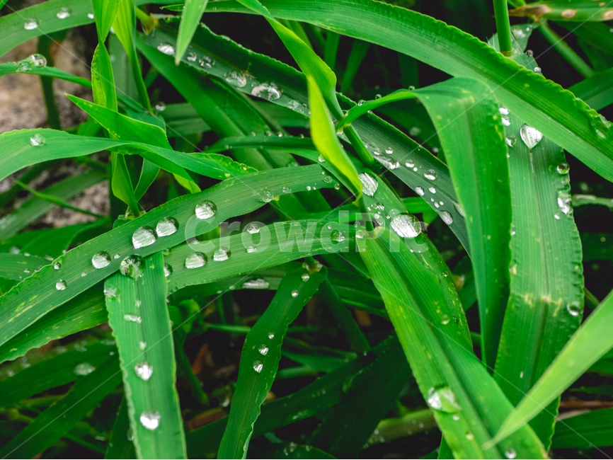 풀,식물,물방울,비,잎,빗방울,초록,식물,자연,plants,nature