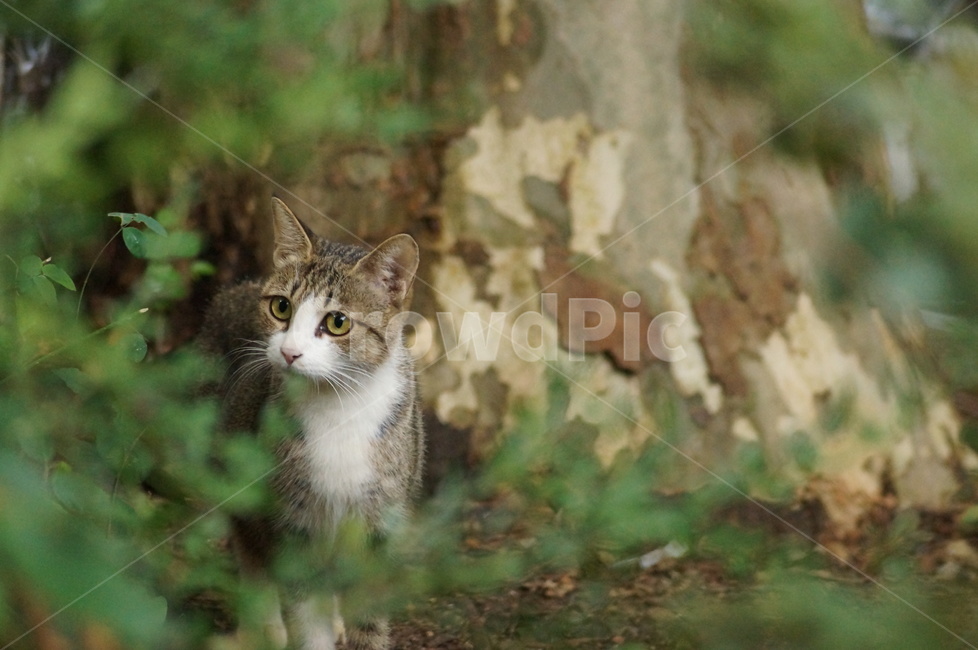 고양이,동물,캣,길냥이,cat,animal,동물,animal,포유류,mammal,고양이,cat,kitten,kitty