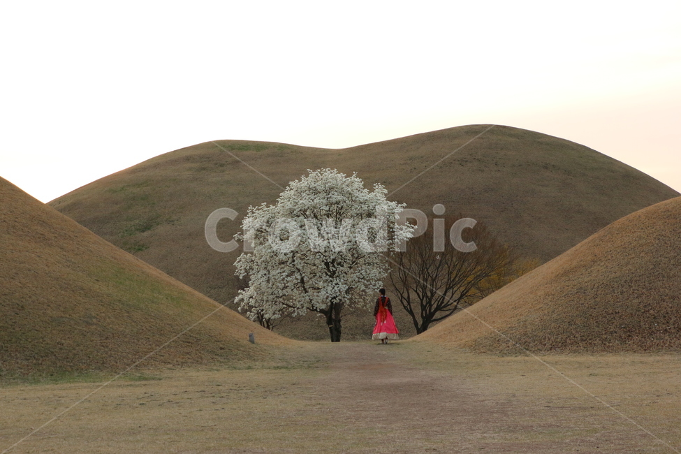 여자,들,옥외,한복,나무,꽃,자연,field,grassland,outdoors,뒷모습,산,풀,들풀