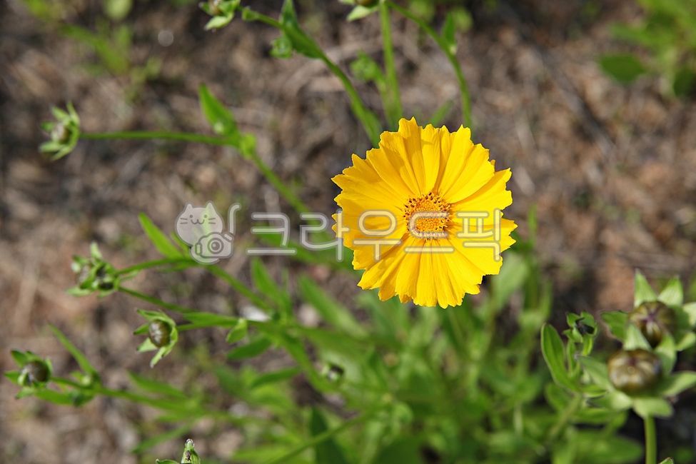spring flowers,spring,petal,nature,plant,yellow,leaf,golden pheasant soup,park,flower