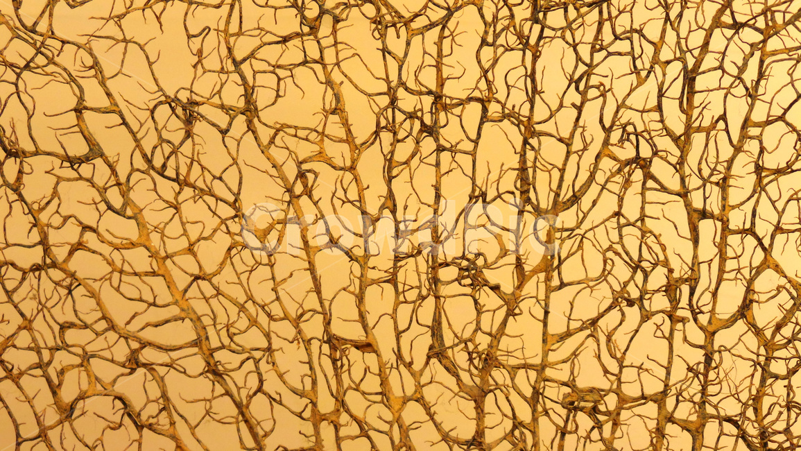 나무,줄기,texture,조직,무늬,패턴,pattern,뿌리
