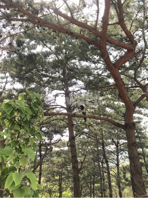 부산,까치,나무,숲,공원