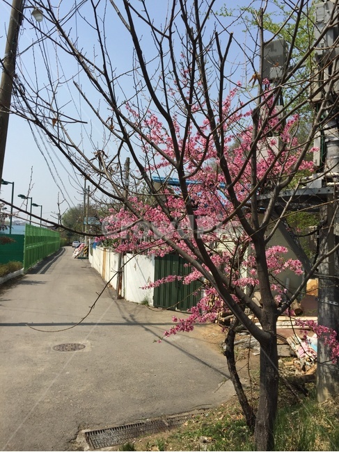 봄,나무,골목길,한적함,한국