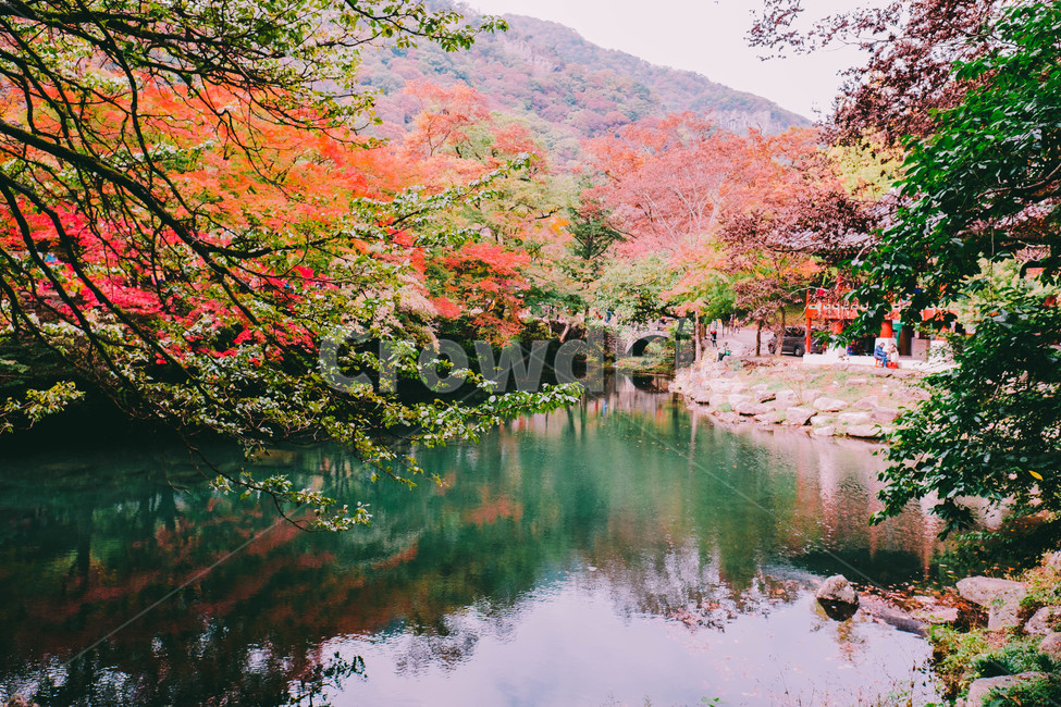 풍경,배경,가을,단풍,등산,전라도,내장산,background,scenery,autumn,maple,mountain,계절,fal,lseason,자연,nature,landscape,한국자연풍경,한국자연경관,koreanaturelandscape,한국전통,한국문화,koreantraditional,koreanculture,사람들,대중,군중,other,people,crowd,물들다,반영,백암사,오색,명소,배경화면,가을,계절,fall,autumn,season,자연,풍경,nature,landscape,한국자연풍경,한국자연경관,korea nature landscape,감성,sensible,feeling,plant,식물