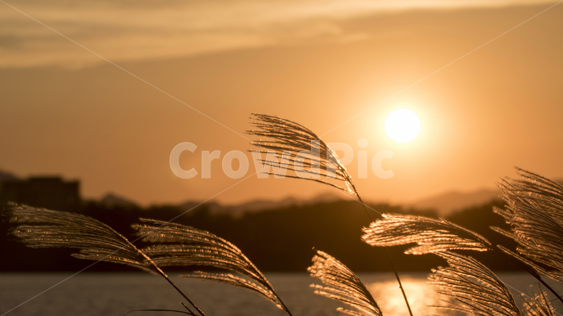 억새,갈대,일몰,해,태양,강,풍경,경치,저녁,일출,가을,계절,fall,autumn,season,grass,잔디,plant,식물,lawn,flare,플레어,light,빛