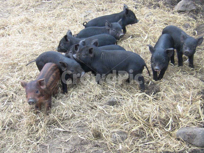 흑돼지,새끼돼지,돼지,동물,포유류,목축업,목장,livestock farming,ranching,pasture