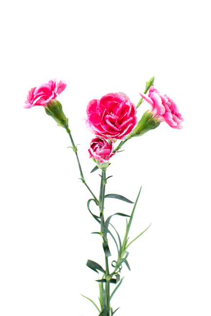 카네이션,carnation,꽃,어버이날,스승의날,가정의달,가족,기념일,축하,감사,이벤트,사랑,식물,시즌,핑크,pink,스튜디오촬영,클로즈업,closeup,흰색배경,누끼,식물,자연,plants,nature,꽃,flower,가족,패밀리,family,기념일,축하,anniversary,congratulation,celebrate,celebration,누끼,remove background