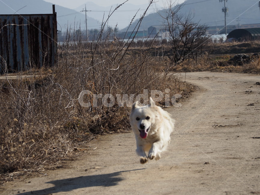 멍멍이,달리기,시골,웃는모습,즐거움,산책,동물,animal,포유류,mammal,개,강아지,dog,doggy