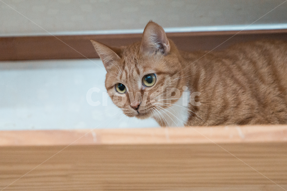 고양이,냥이,집사,시크,감성,동물,animal,포유류,mammal,고양이,cat,kitten,kitty