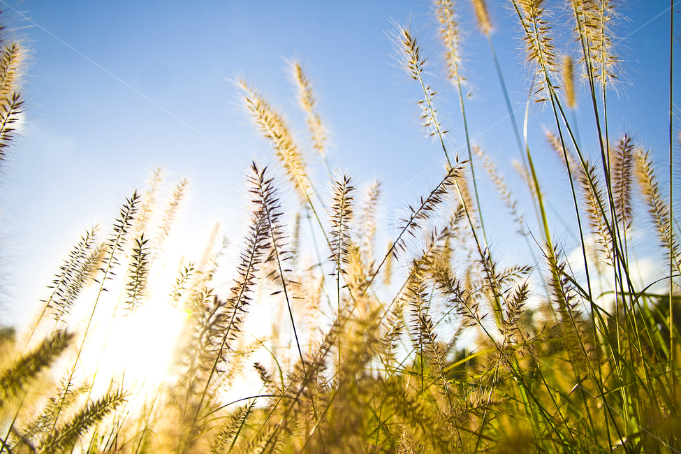 식물,잔디,plant,grass,풍경,감성,감성사진,식물,자연,plants,nature
