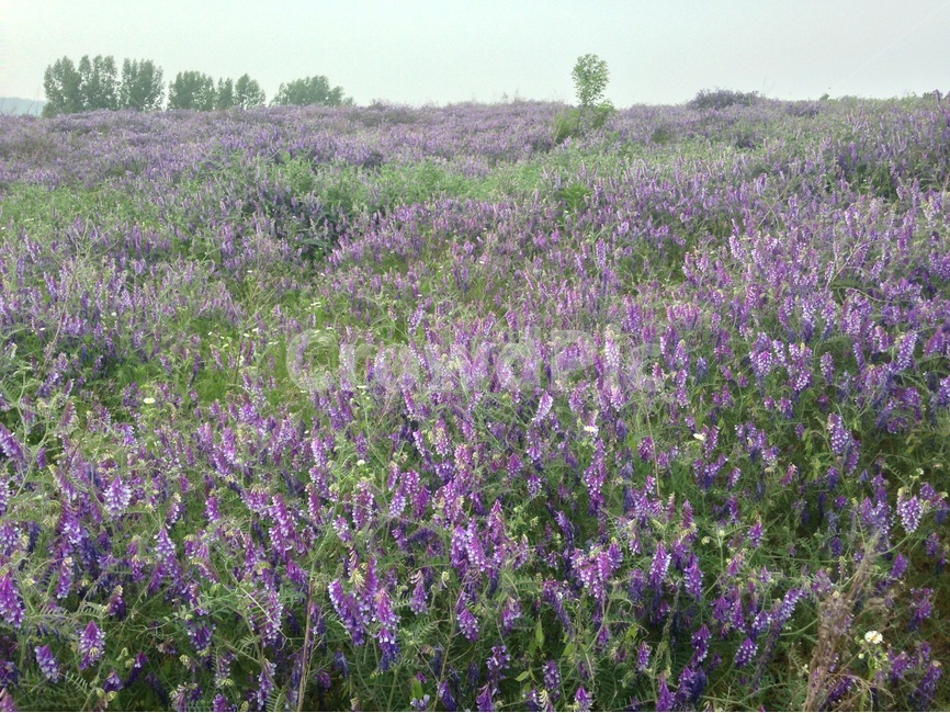 꽃,헤어리베치,초원,들판,들녘,식물,식물,자연,plants,nature,꽃,flower