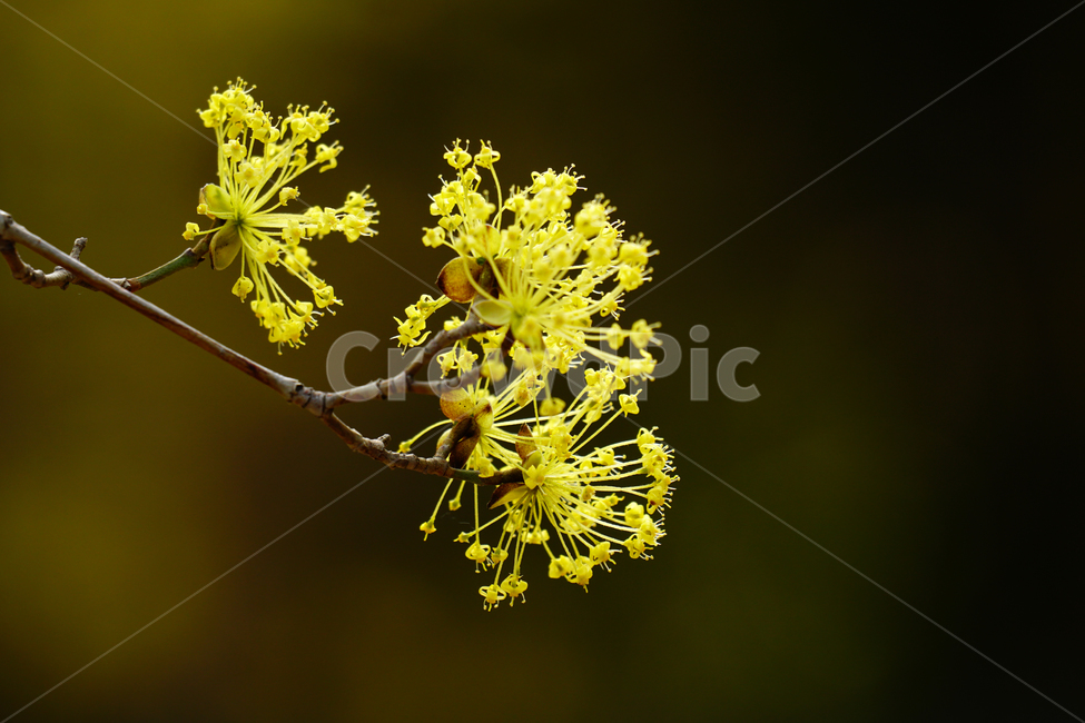 산수유,봄꽃,한국자연,꽃,꽃사진,플라워,flower,봄,spring,식물,plants,자연,nature,풍경,landscape,계절,season,snap,스냅,접사,macro,closeup,클로즈업,감성사진,감성,힐링,healing,느낌,feel,feeling,꽃밭,화단,나무,나뭇가지,tree,꽃봉오리,4월,April,봄,계절,spring,season,식물,자연,plants,nature,꽃,flower,plant