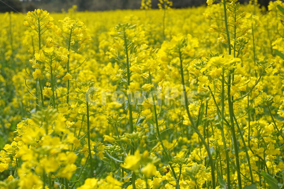 유채꽃,유채꽃밭,봄,자연,꽃,나무,유채,spring,flower,노란꽃,봄,계절,spring,season,식물,자연,plants,nature,꽃,flower